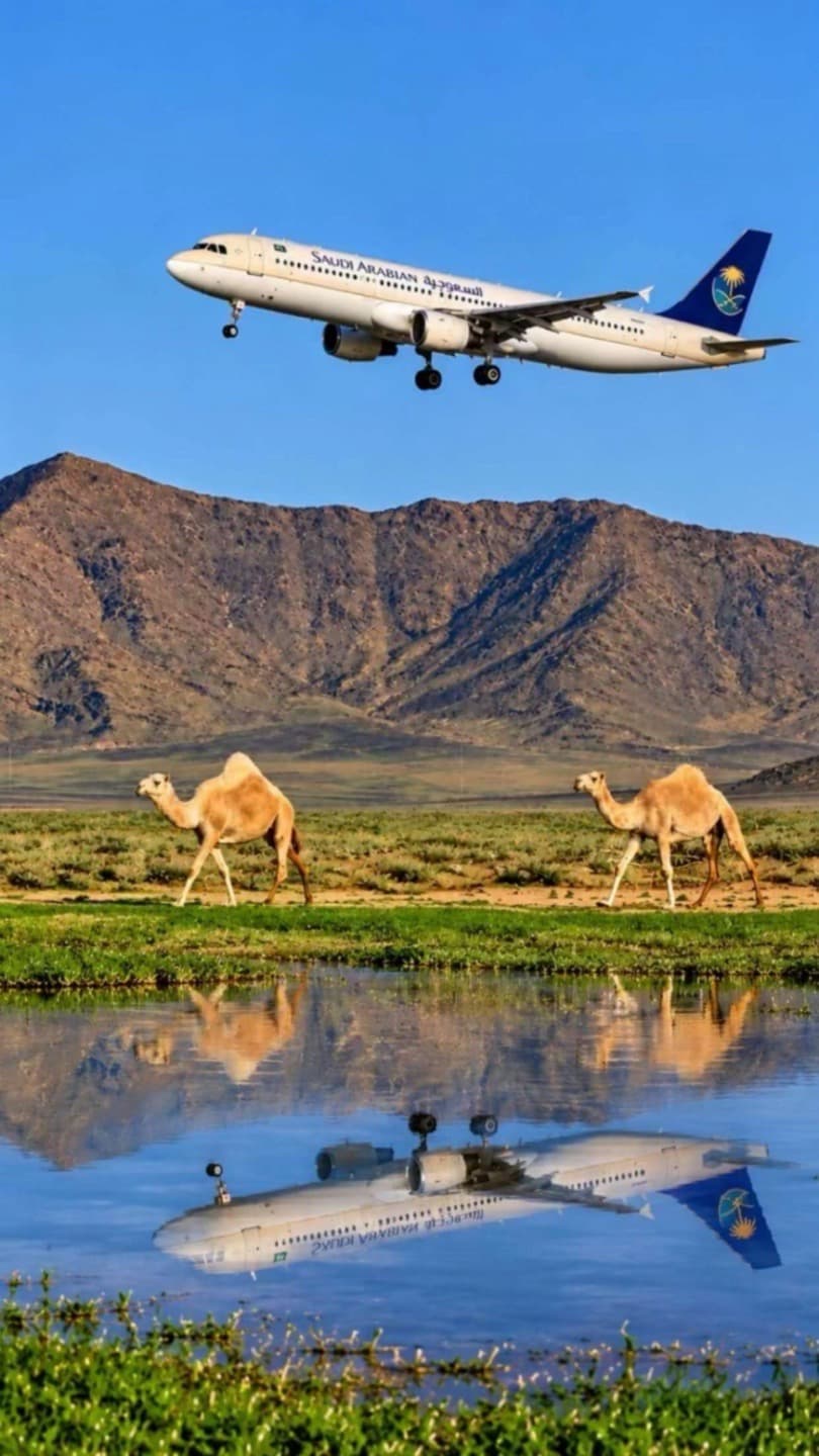 خطوط السعودية